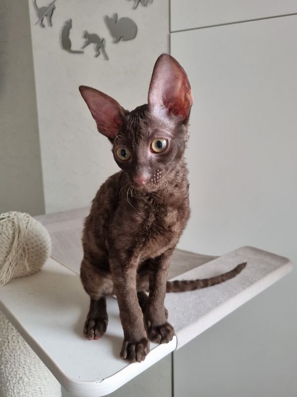 Shogetten Elemani Dream - Kitten cornish rex 3 months 1 week