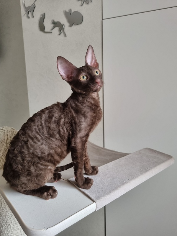 Shogetten Elemani Dream - Kitten cornish rex 3 months 1 week