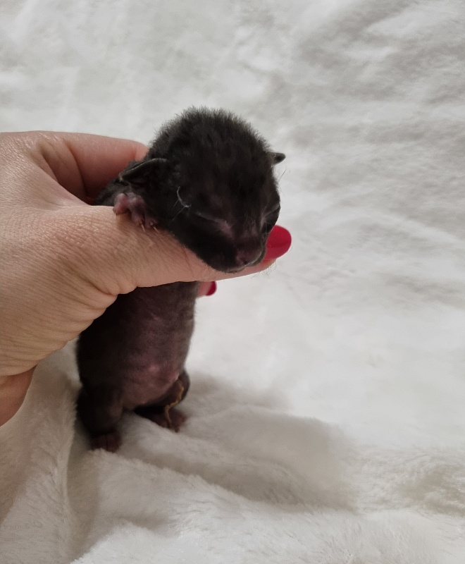 Sparkling Sky Elemani Dream - Kitten cornish rex