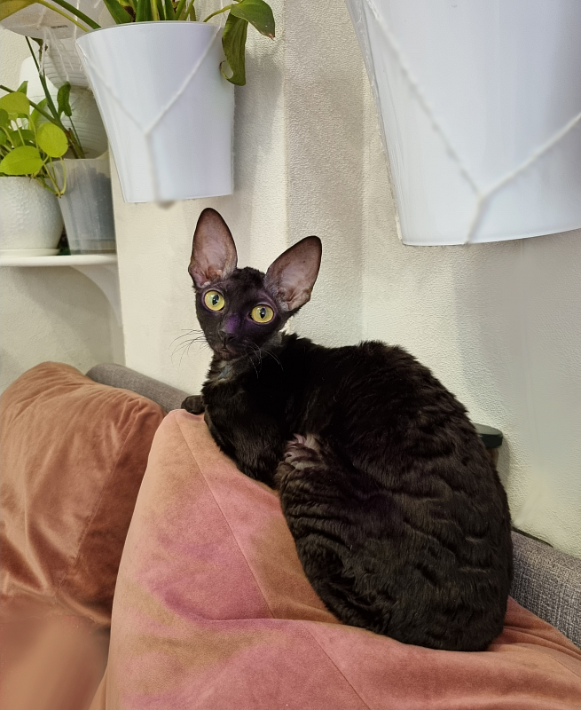 Sparkling Sky Elemani Dream - Adult cornish rex 1 year 1 month 3 weeks
