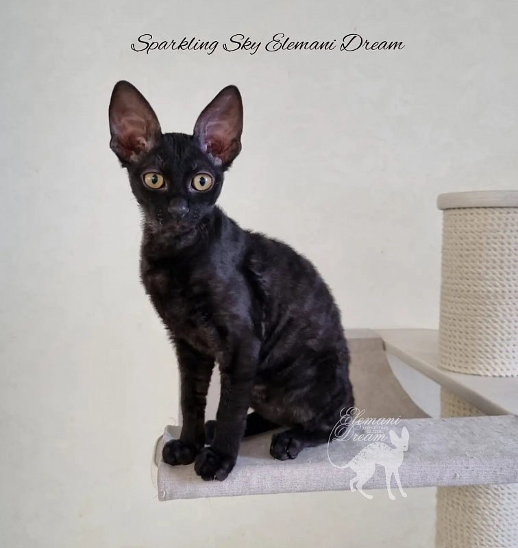 Sparkling Sky Elemani Dream - Kitten cornish rex 3 months 1 week
