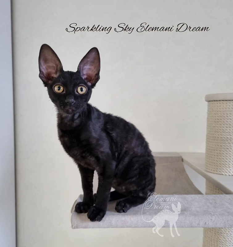 Sparkling Sky Elemani Dream - Kitten cornish rex 3 months 1 week