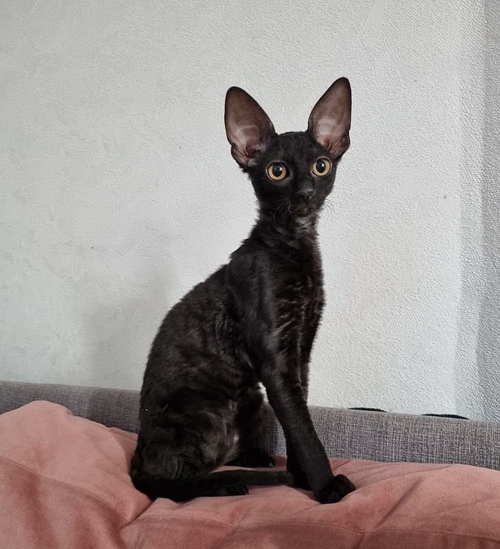 Sparkling Sky Elemani Dream - Kitten cornish rex 3.5 months