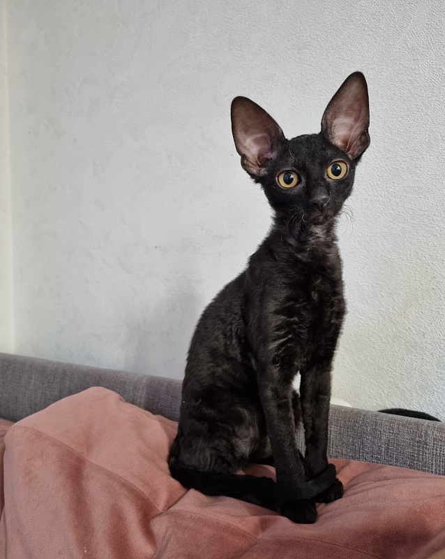 Sparkling Sky Elemani Dream - Kitten cornish rex 3.5 months