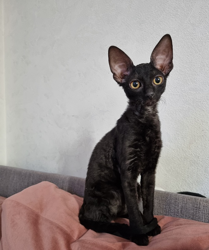 Sparkling Sky Elemani Dream - Kitten cornish rex 3.5 months