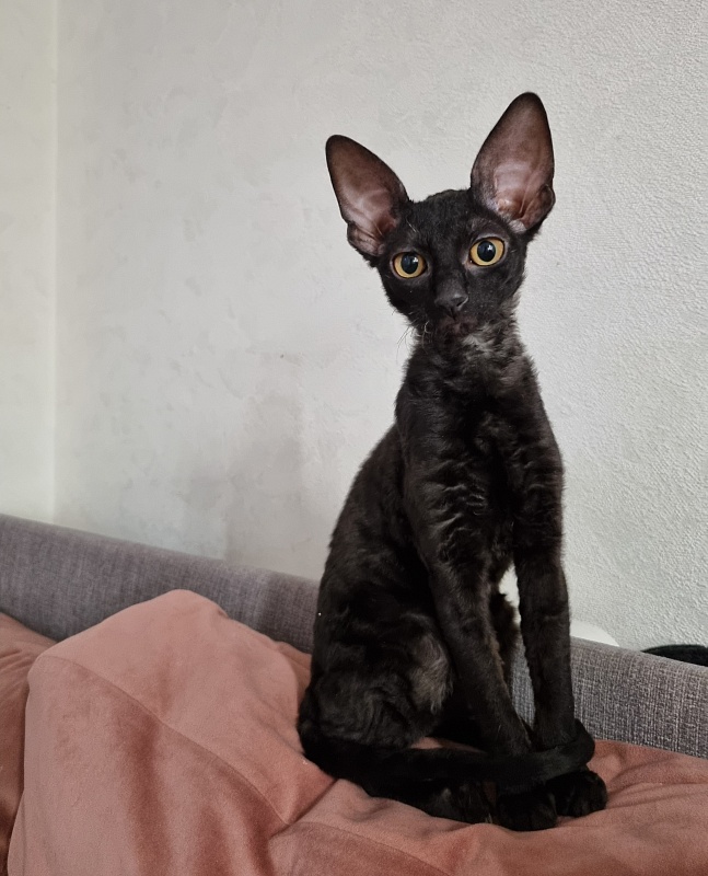 Sparkling Sky Elemani Dream - Kitten cornish rex 3.5 months