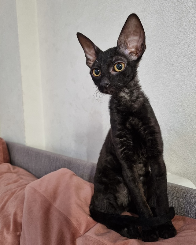 Sparkling Sky Elemani Dream - Kitten cornish rex 3.5 months