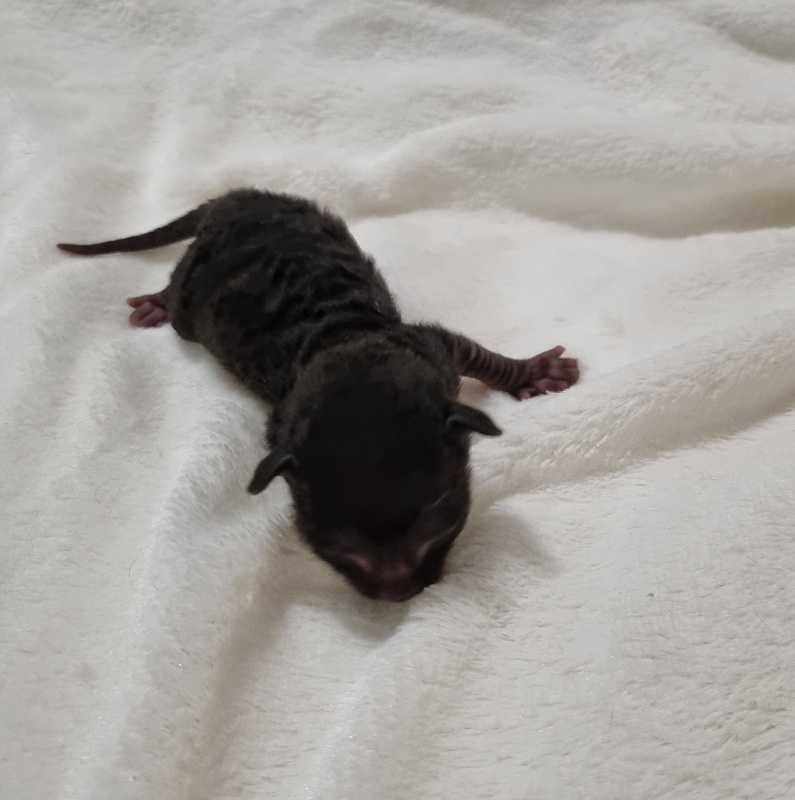 Sparkling Sky Elemani Dream - Kitten cornish rex