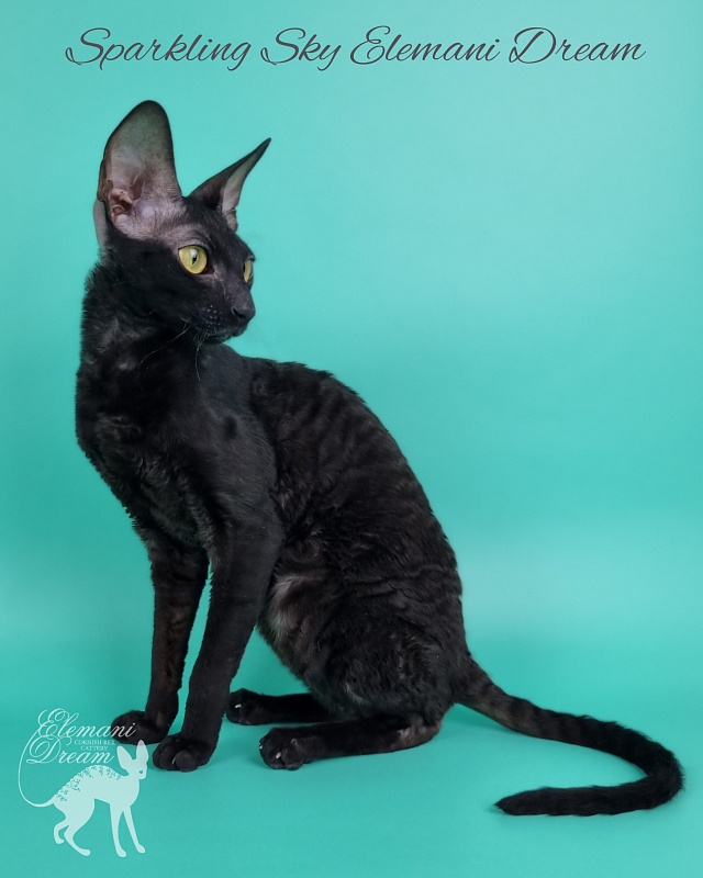 Sparkling Sky Elemani Dream - Junior cornish rex 9 months 2 weeks