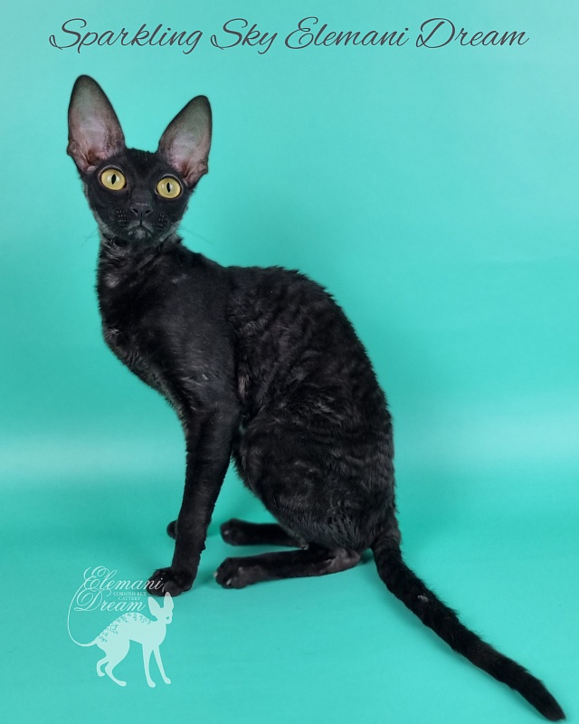 Sparkling Sky Elemani Dream - Junior cornish rex 9 months 2 weeks