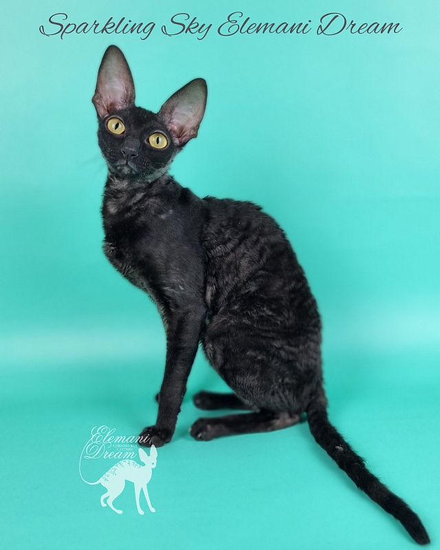 Sparkling Sky Elemani Dream - Junior cornish rex 9 months 2 weeks