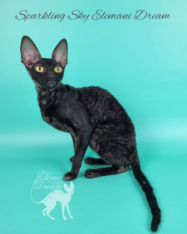 Sparkling Sky Elemani Dream - Junior cornish rex 9 months 2 weeks