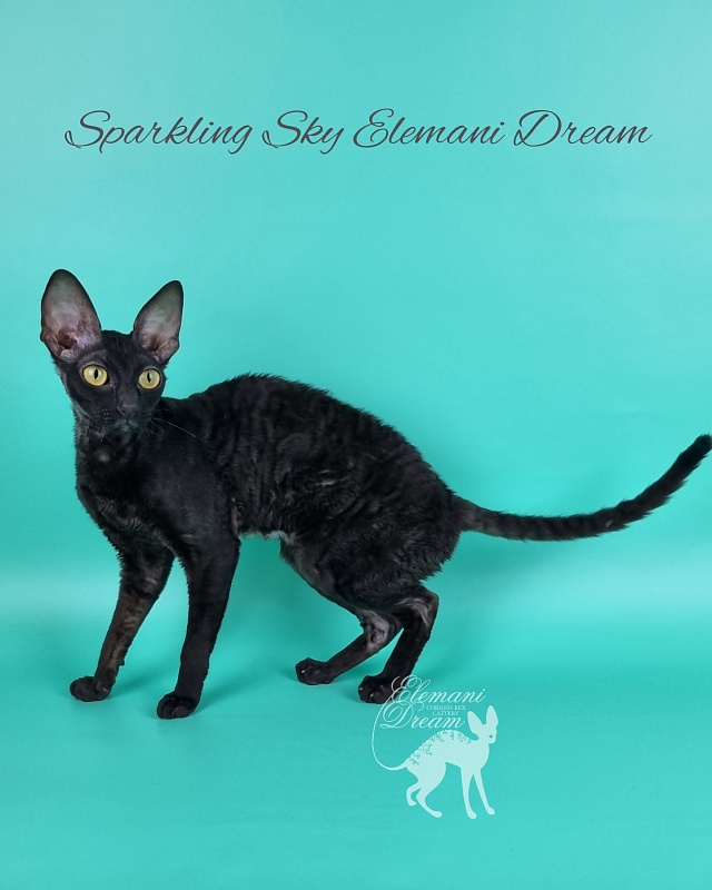 Sparkling Sky Elemani Dream - Junior cornish rex 9 months 2 weeks