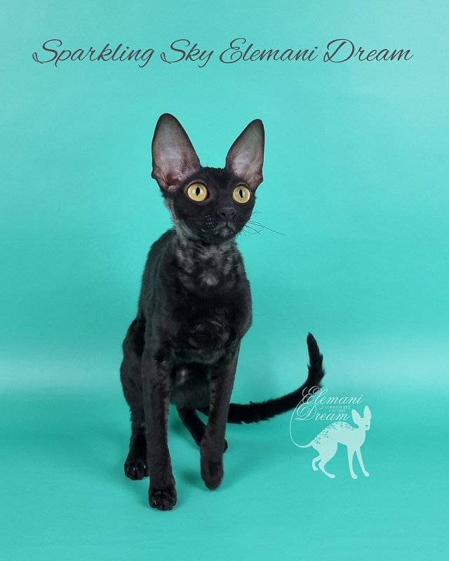 Sparkling Sky Elemani Dream - Junior cornish rex 9 months 2 weeks