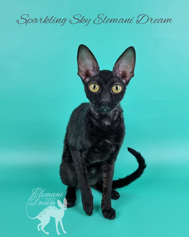 Sparkling Sky Elemani Dream - Junior cornish rex 9 months 2 weeks