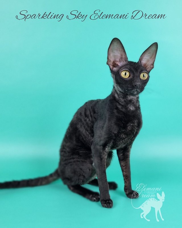 Sparkling Sky Elemani Dream - Junior cornish rex 9 months 2 weeks