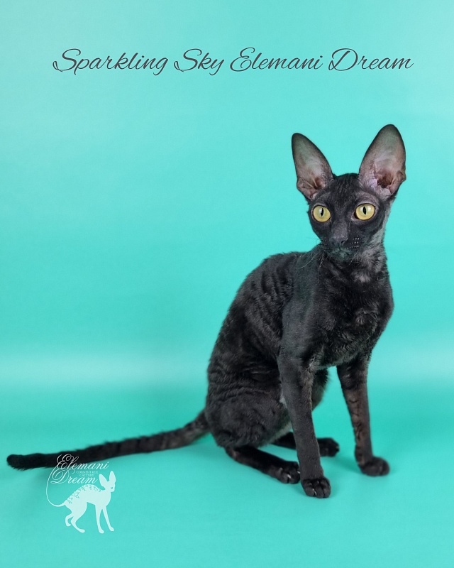 Sparkling Sky Elemani Dream - Junior cornish rex 9 months 2 weeks