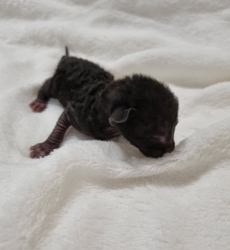 Sparkling Sky Elemani Dream - Kitten cornish rex