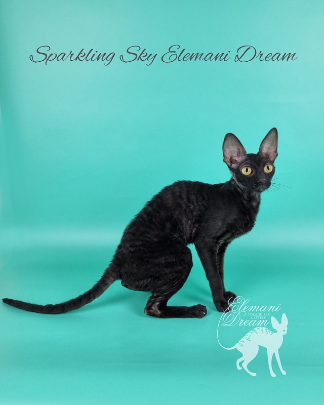 Sparkling Sky Elemani Dream - Junior cornish rex 9 months 2 weeks