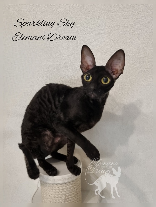 Sparkling Sky Elemani Dream - Adult cornish rex 1 year 9 months 3.5 weeks