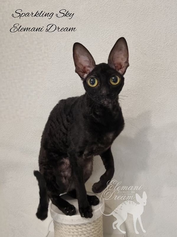 Sparkling Sky Elemani Dream - Adult cornish rex 1 year 9 months 3.5 weeks