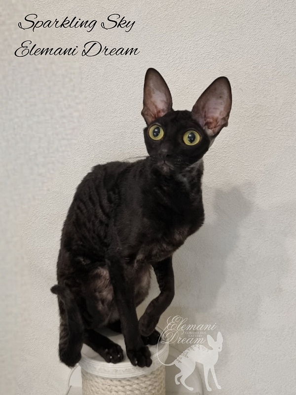 Sparkling Sky Elemani Dream - Adult cornish rex 1 year 9 months 3.5 weeks