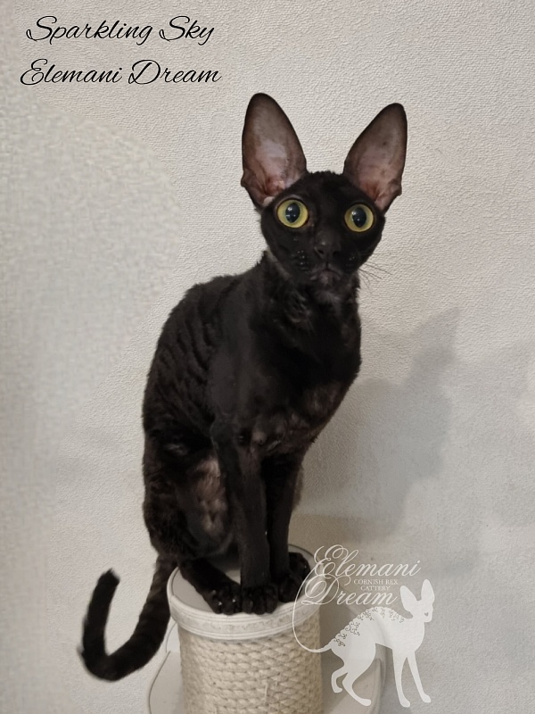 Sparkling Sky Elemani Dream - Adult cornish rex 1 year 9 months 3.5 weeks