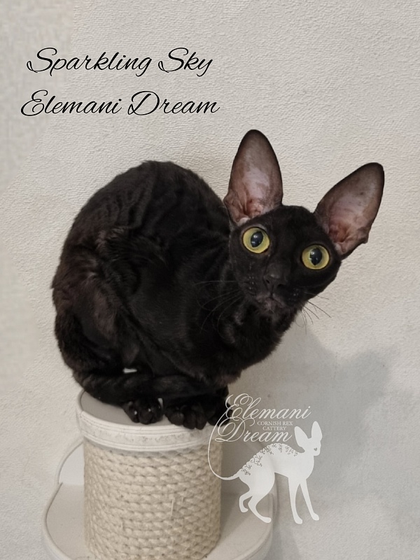 Sparkling Sky Elemani Dream - Adult cornish rex 1 year 9 months 3.5 weeks