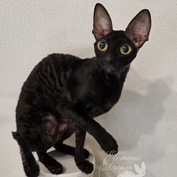 Sparkling Sky Elemani Dream