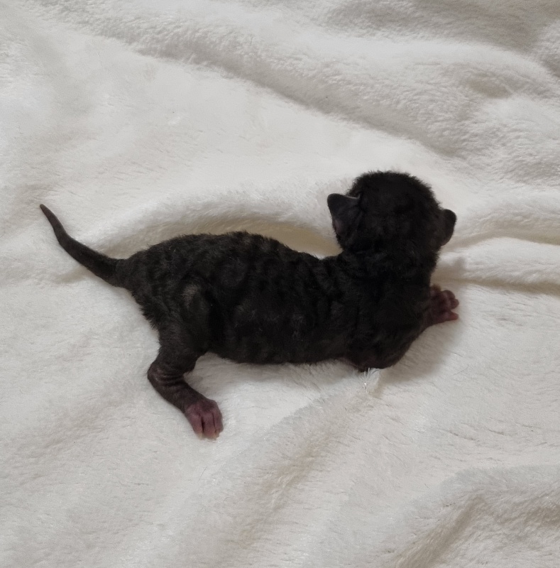 Sparkling Sky Elemani Dream - Kitten cornish rex