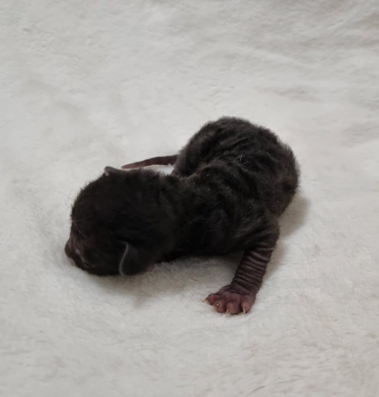 Sparkling Sky Elemani Dream - Kitten cornish rex