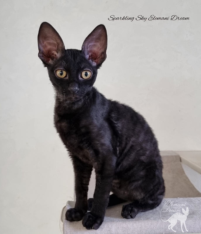 Sparkling Sky Elemani Dream - Kitten cornish rex 3 months 1 week