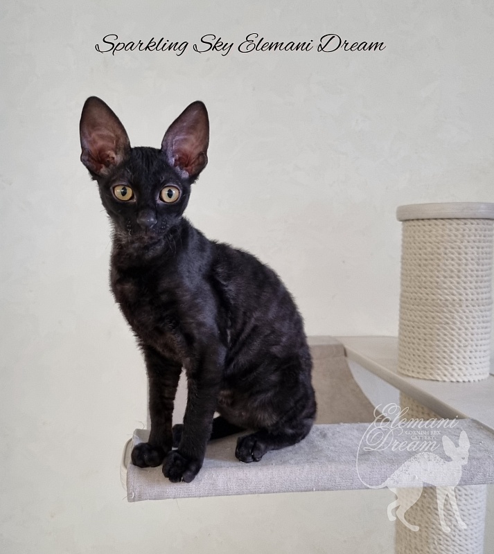 Sparkling Sky Elemani Dream - Kitten cornish rex 3 months 1 week