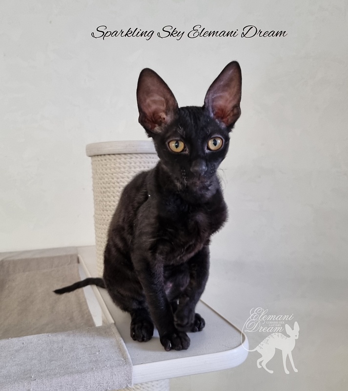 Sparkling Sky Elemani Dream - Kitten cornish rex 3 months 1 week