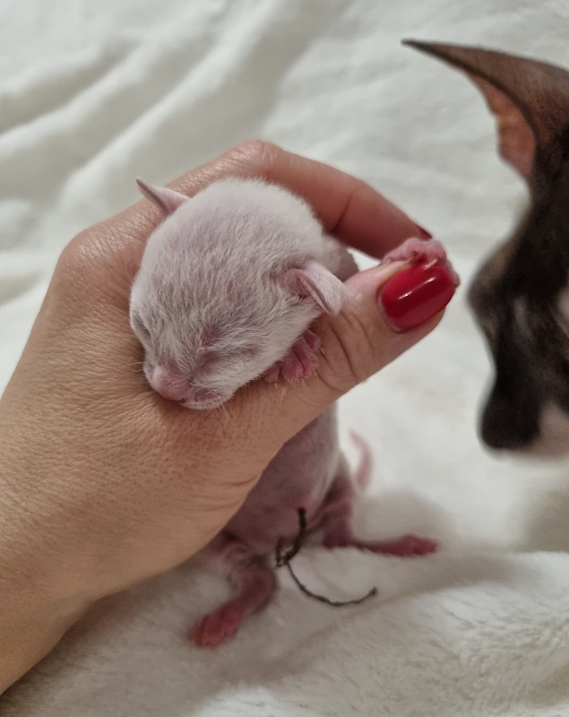 Savoiardi Elemani Dream - Котенок корниш-рекс