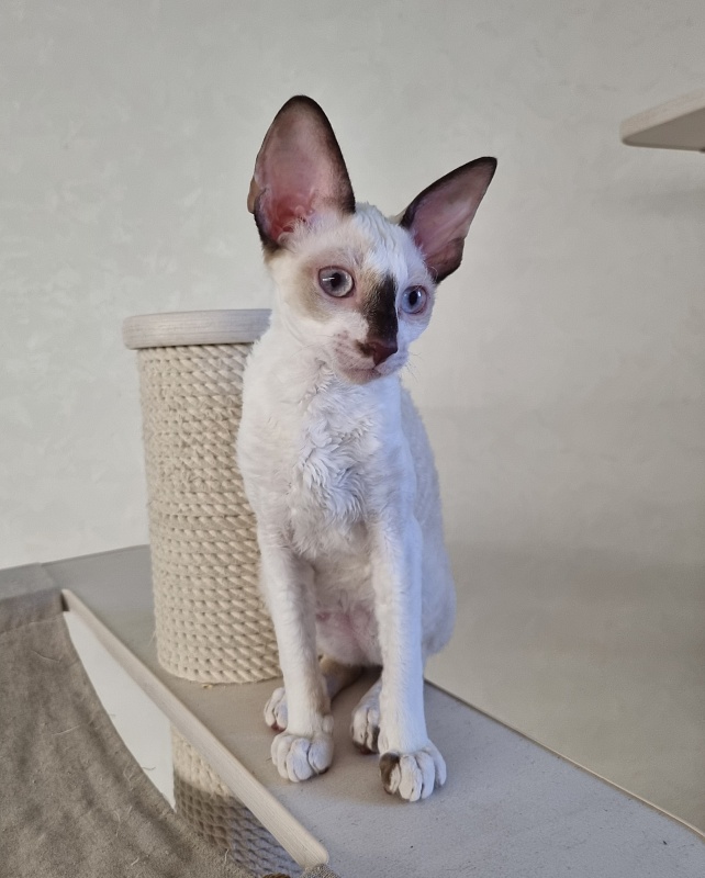 Savoiardi Elemani Dream - Котенок корниш-рекс 3 месяца 1 неделя