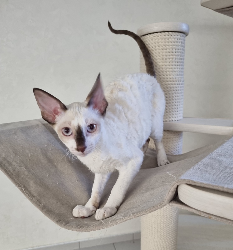 Savoiardi Elemani Dream - Котенок корниш-рекс 3 месяца 1 неделя