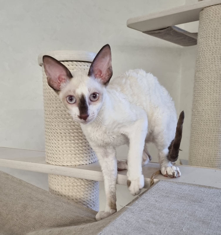 Savoiardi Elemani Dream - Котенок корниш-рекс 3 месяца 1 неделя