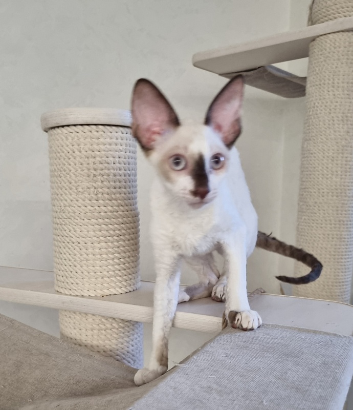 Savoiardi Elemani Dream - Котенок корниш-рекс 3 месяца 1 неделя