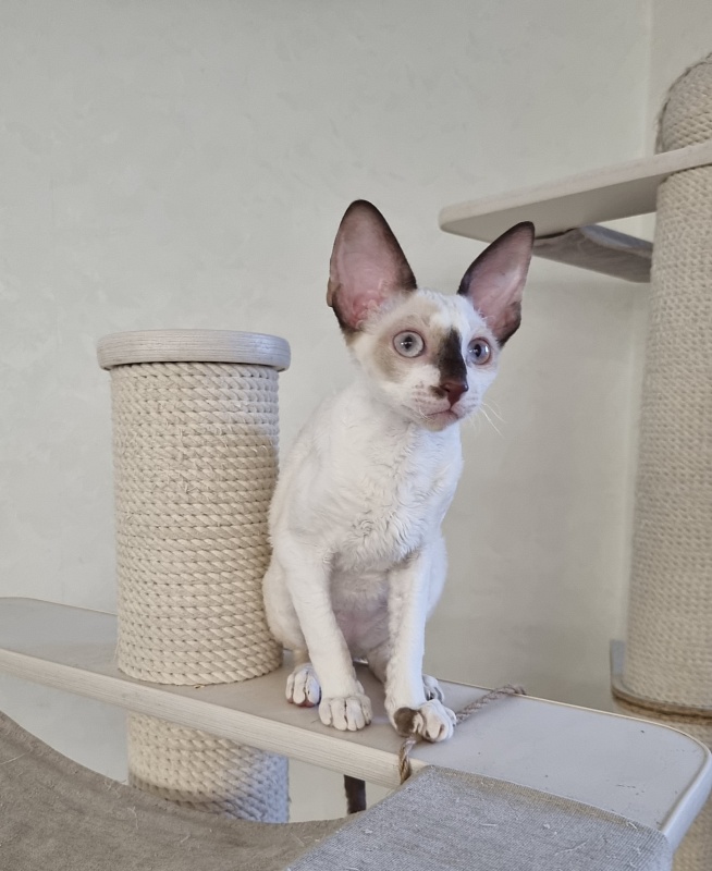 Savoiardi Elemani Dream - Котенок корниш-рекс 3 месяца 1 неделя