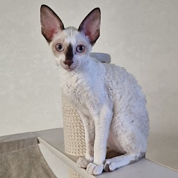 Savoiardi Elemani Dream