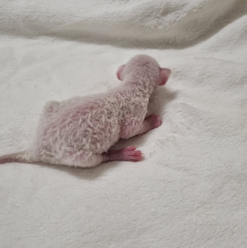 Savoiardi Elemani Dream - Котенок корниш-рекс