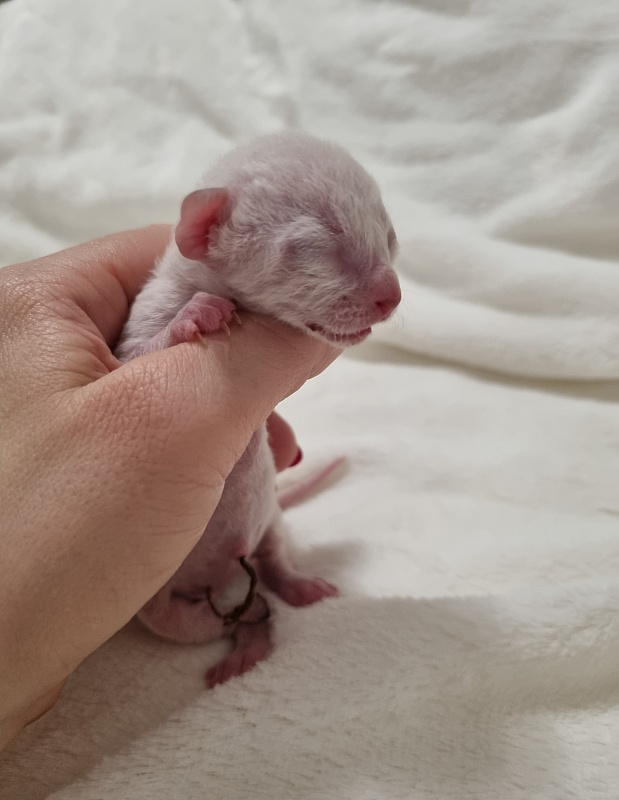 Savoiardi Elemani Dream - Котенок корниш-рекс