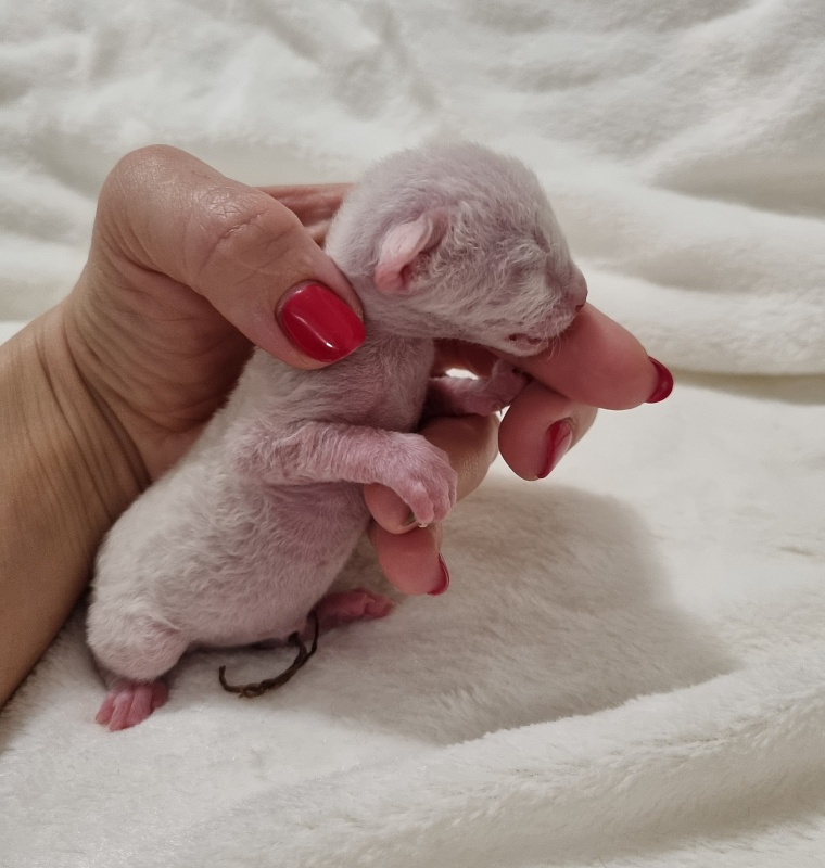 Savoiardi Elemani Dream - Котенок корниш-рекс