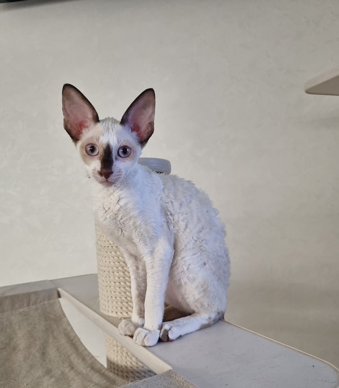 Savoiardi Elemani Dream - Котенок корниш-рекс 3 месяца 1 неделя