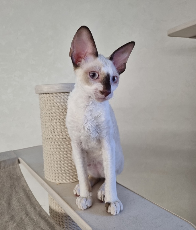 Savoiardi Elemani Dream - Котенок корниш-рекс 3 месяца 1 неделя