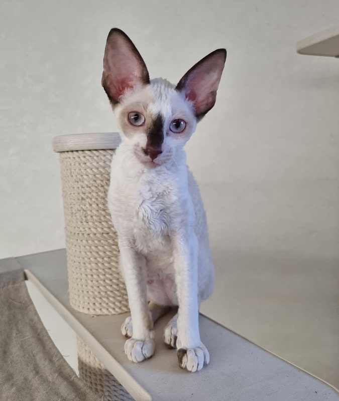 Savoiardi Elemani Dream - Котенок корниш-рекс 3 месяца 1 неделя