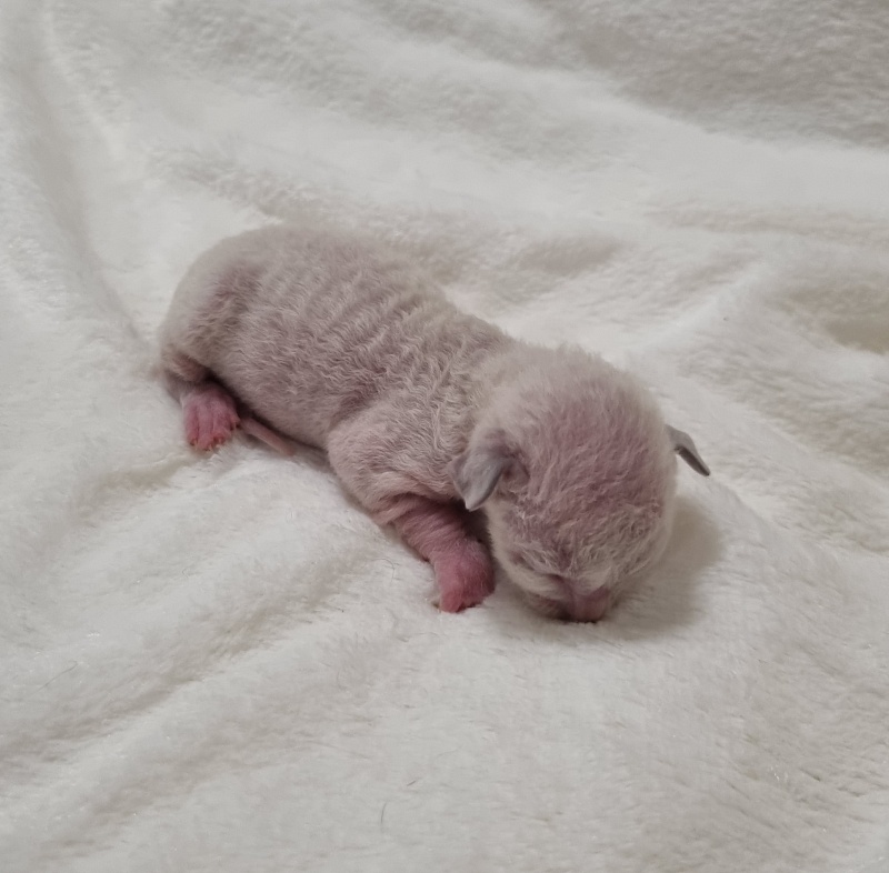 Salvia Elemani Dream - Котенок корниш-рекс