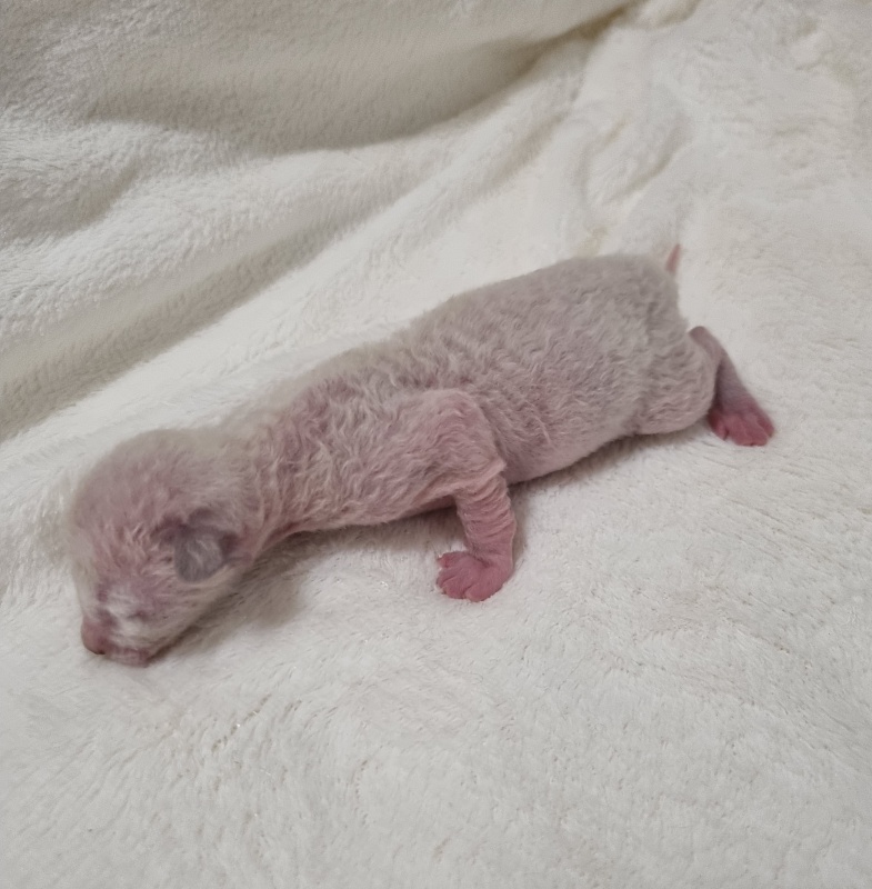 Salvia Elemani Dream - Котенок корниш-рекс