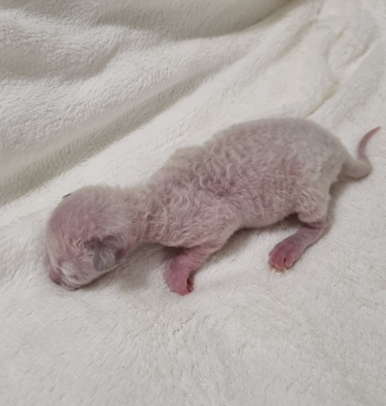 Salvia Elemani Dream - Котенок корниш-рекс